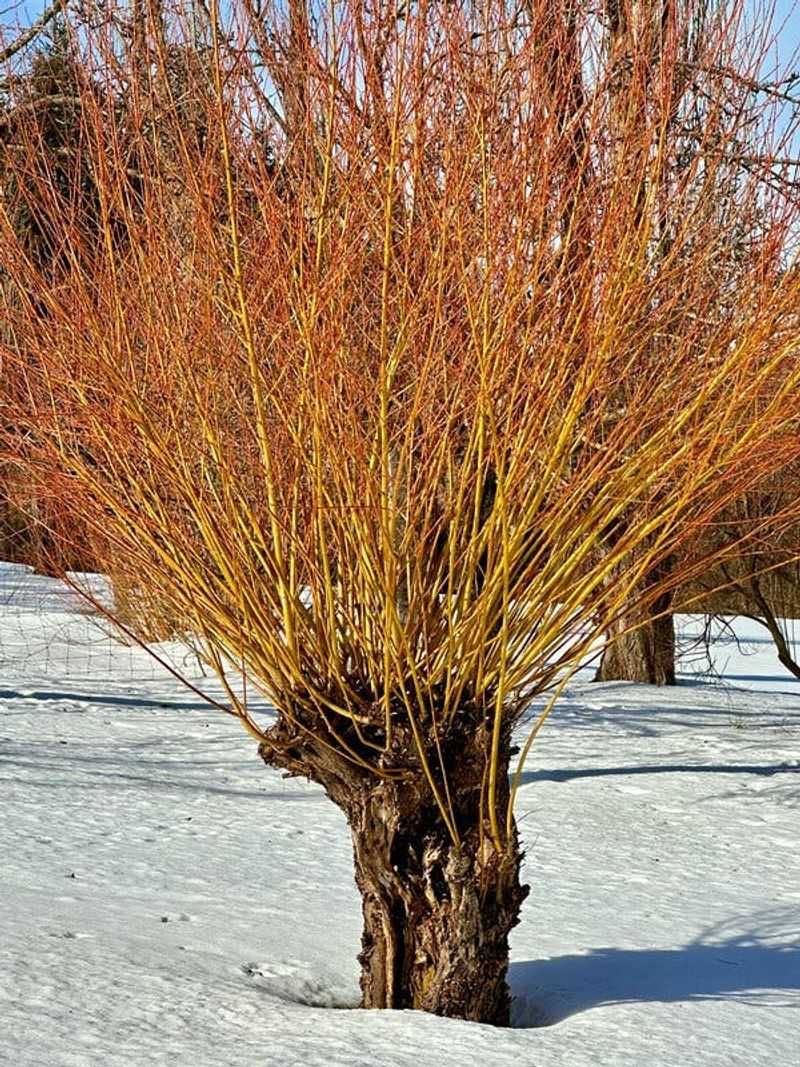 Winter Interest