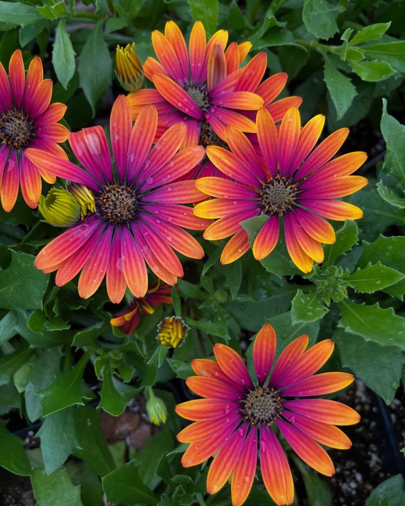 African Daisy