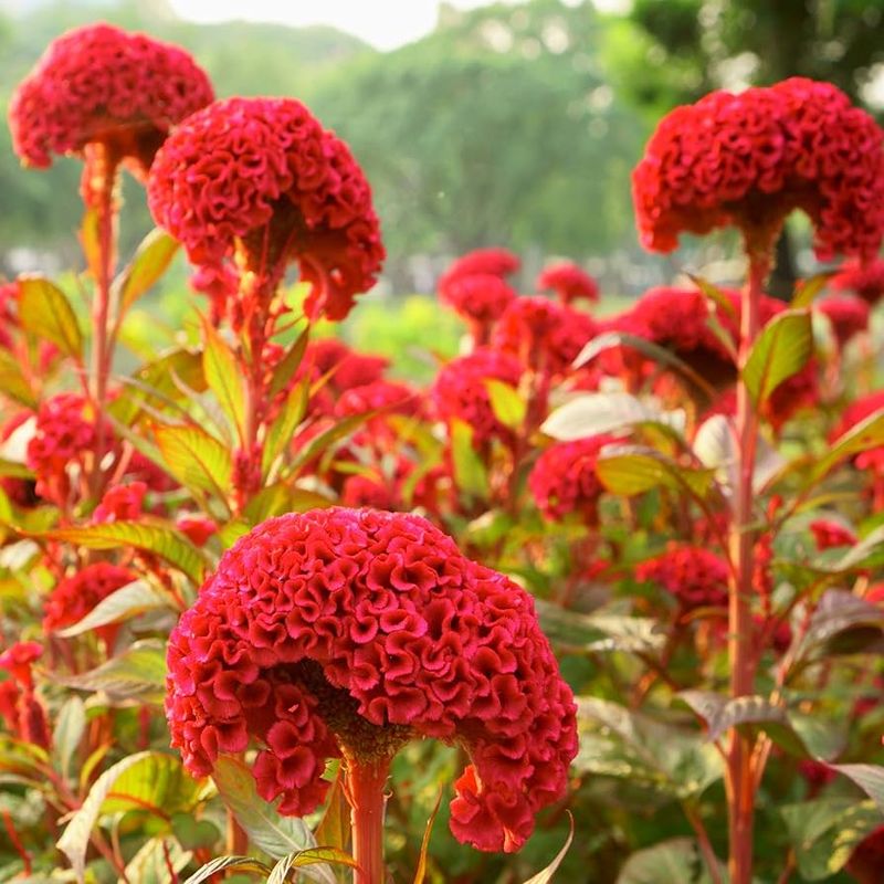 Cockscomb