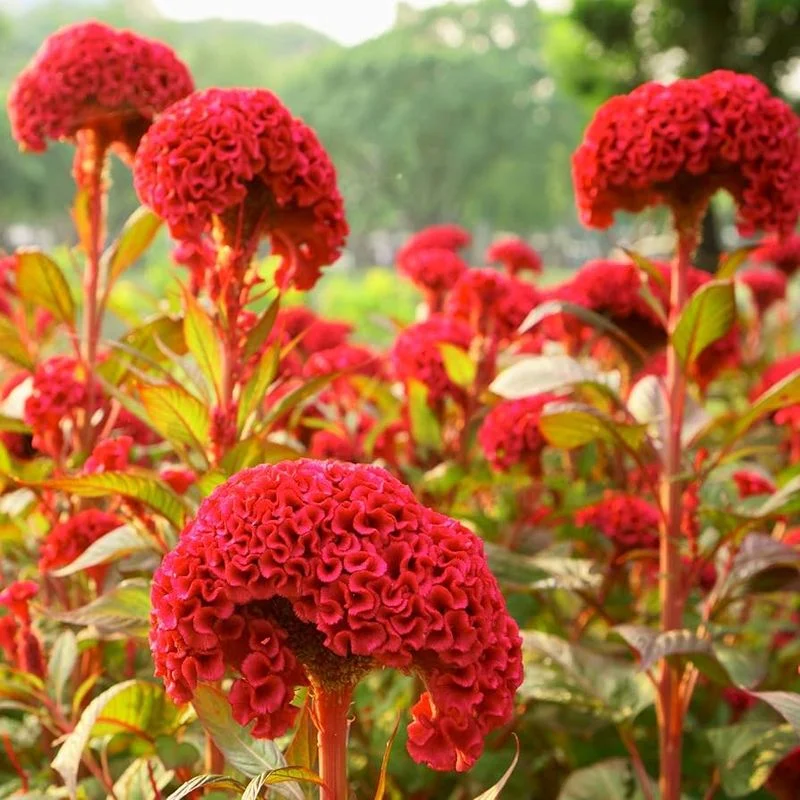 Cockscomb