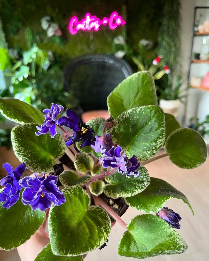 African Violet