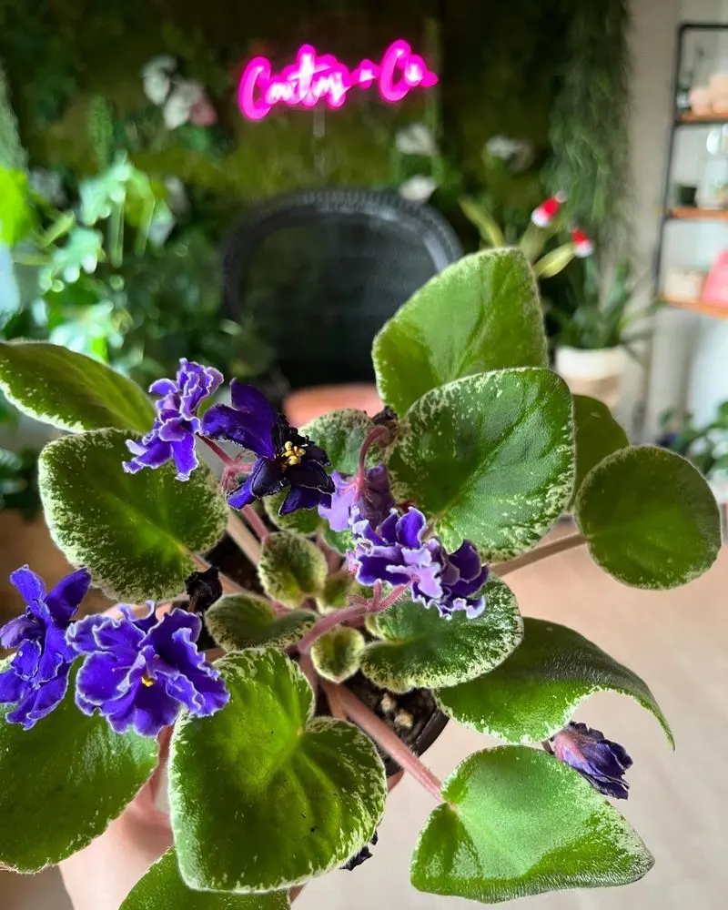 African Violet