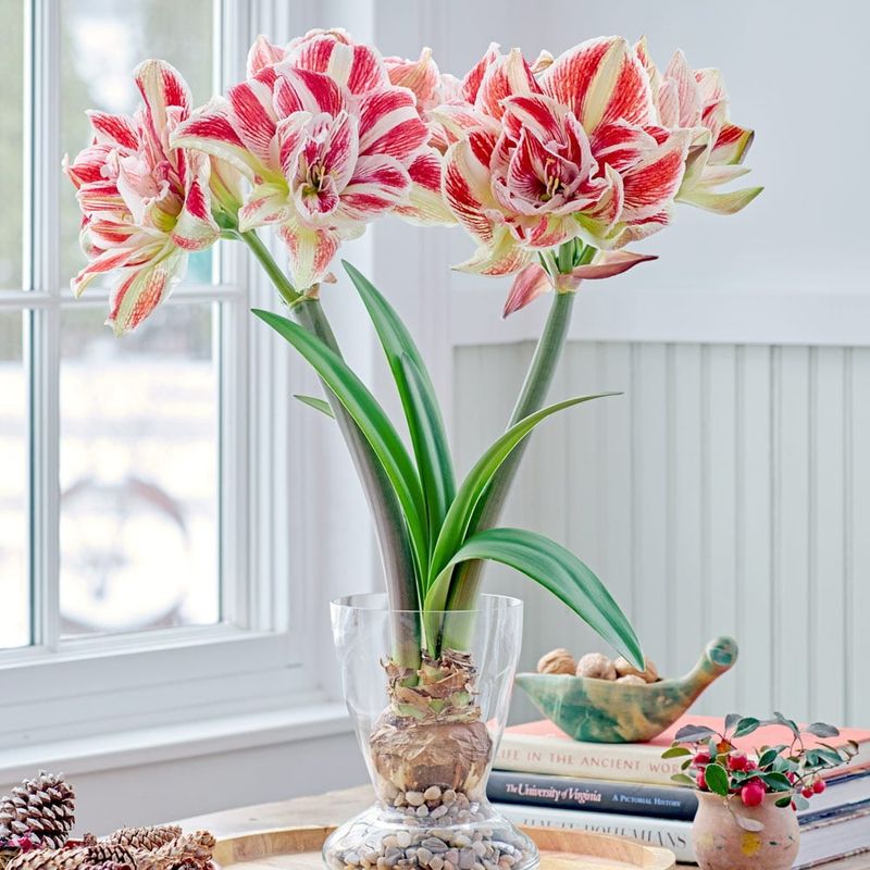 Amaryllis