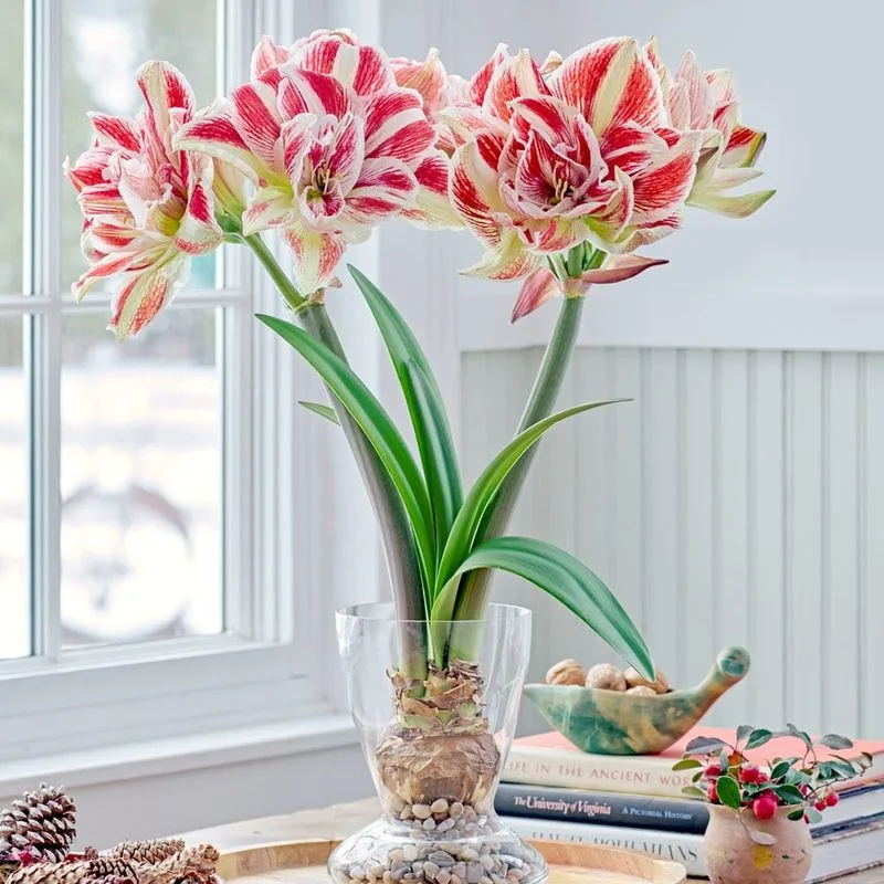 Amaryllis