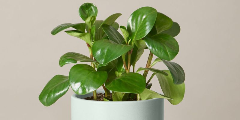 Peperomia