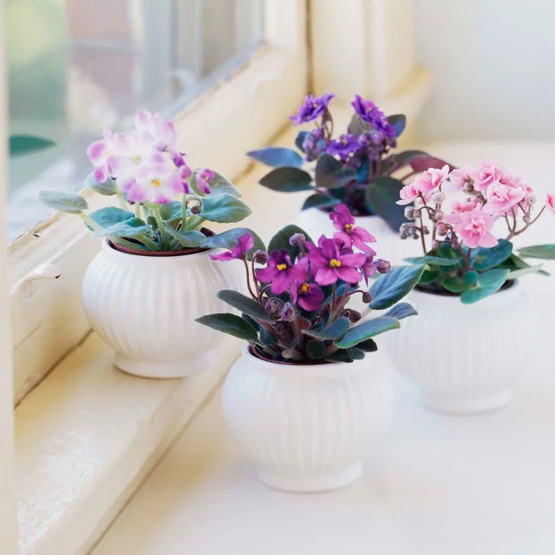 African Violet