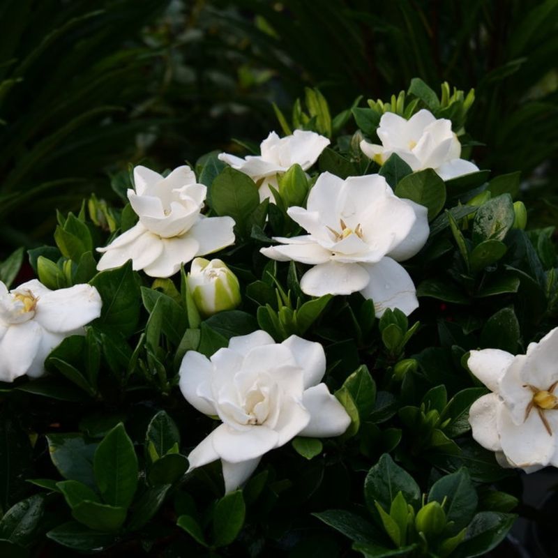Afternoon Aroma: Gardenia