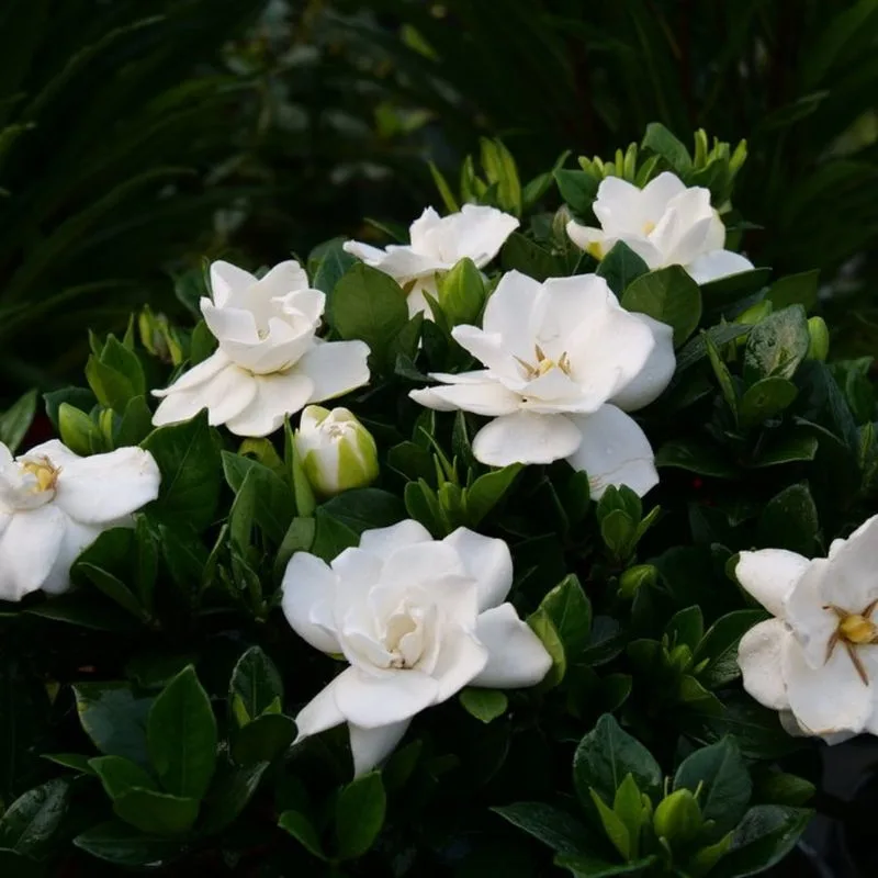 Afternoon Aroma: Gardenia