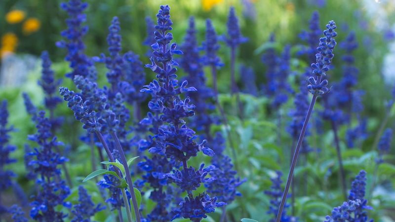 Salvia