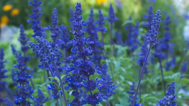 Salvia