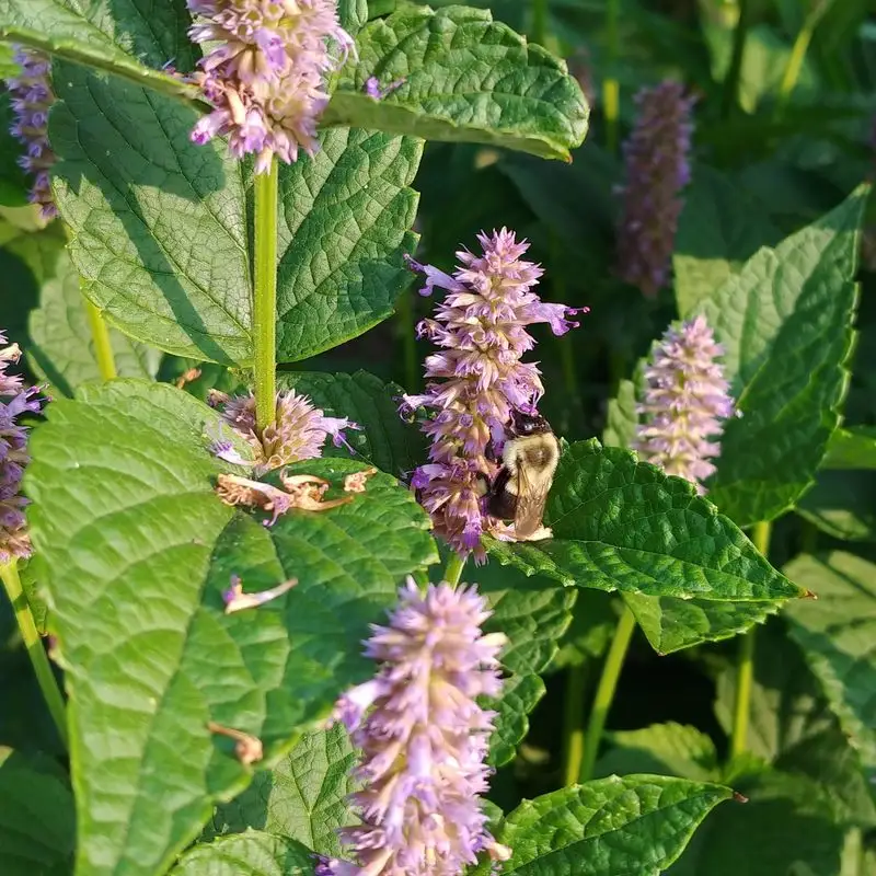 Agastache