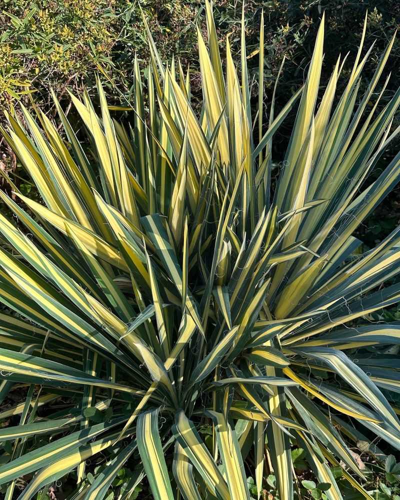 Yucca