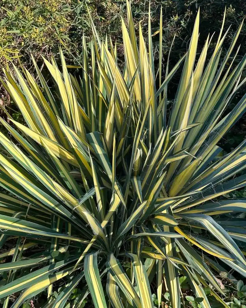 Yucca