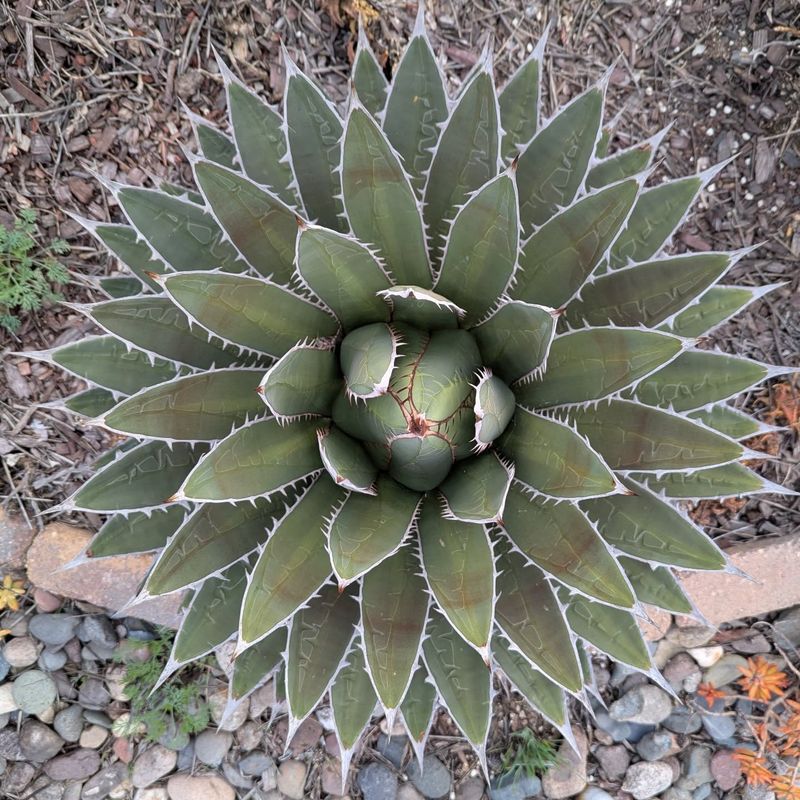 Agave