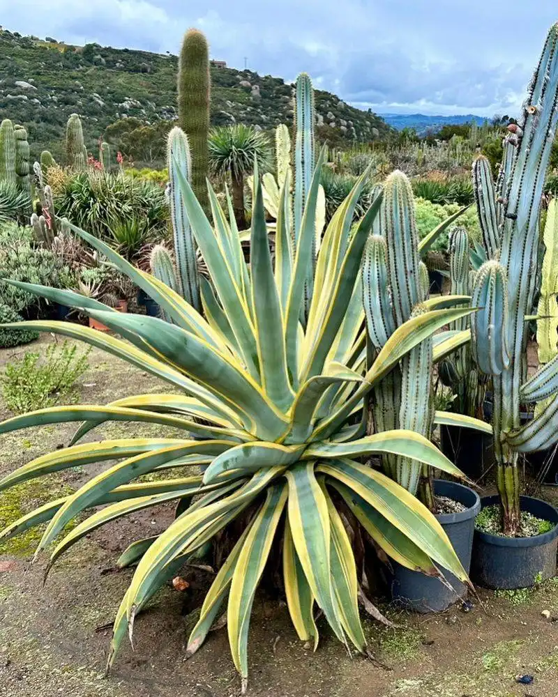 Agave