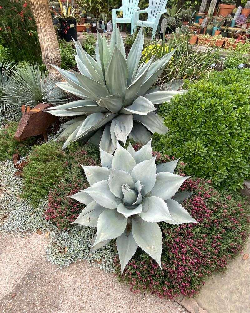 Agave
