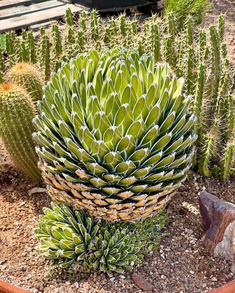 Agave
