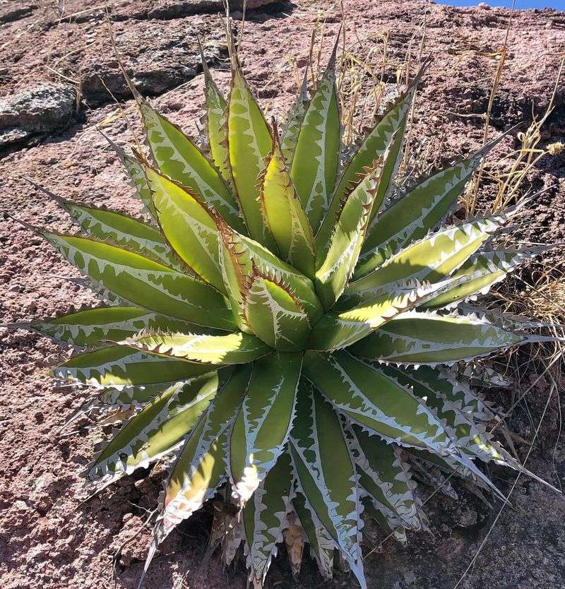 Agave