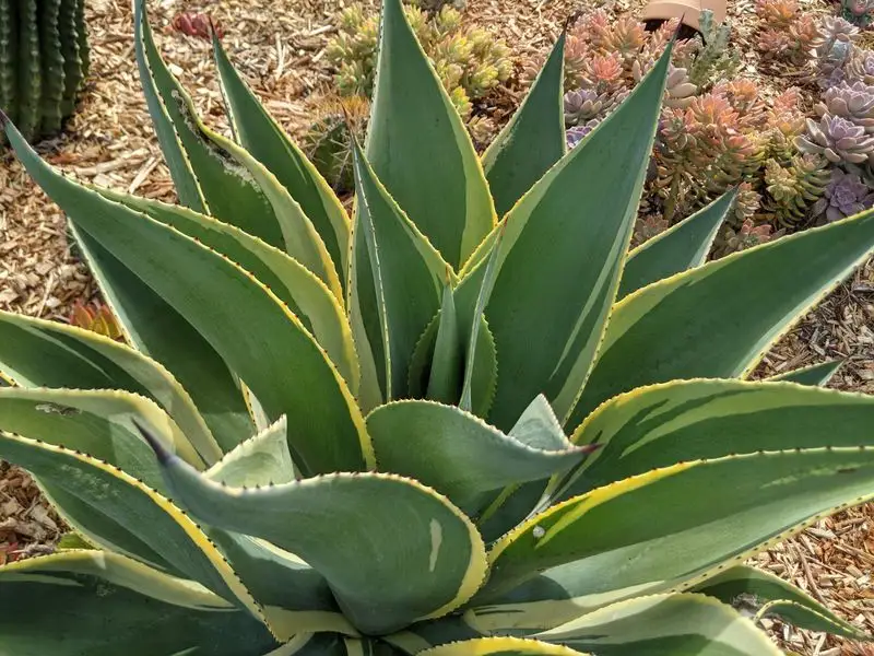 Agave