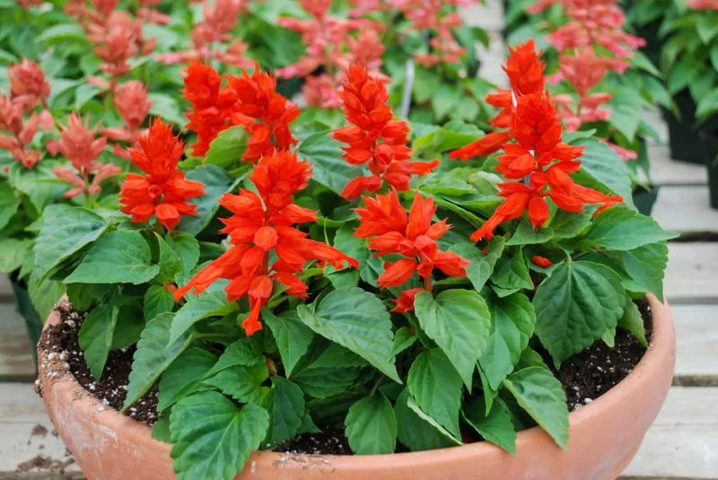 Salvia