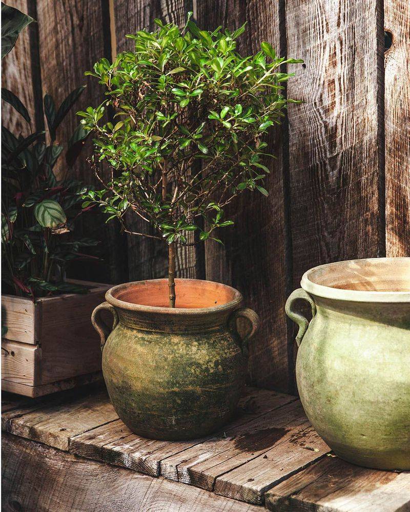 Aged Ceramic Pots