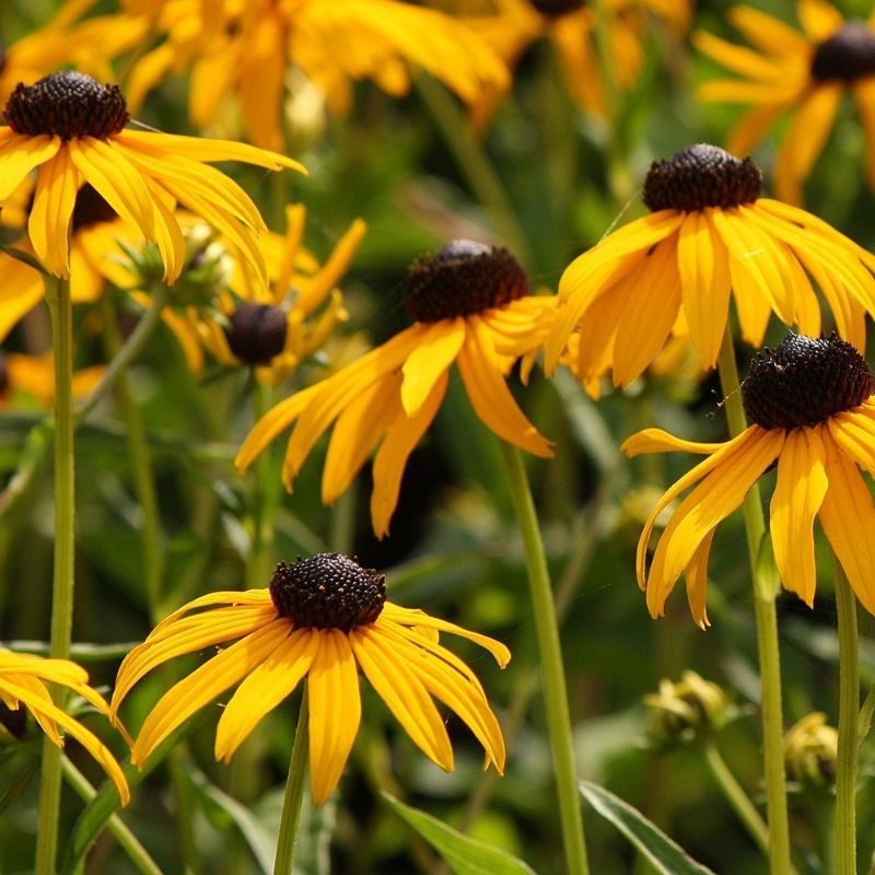 Rudbeckia