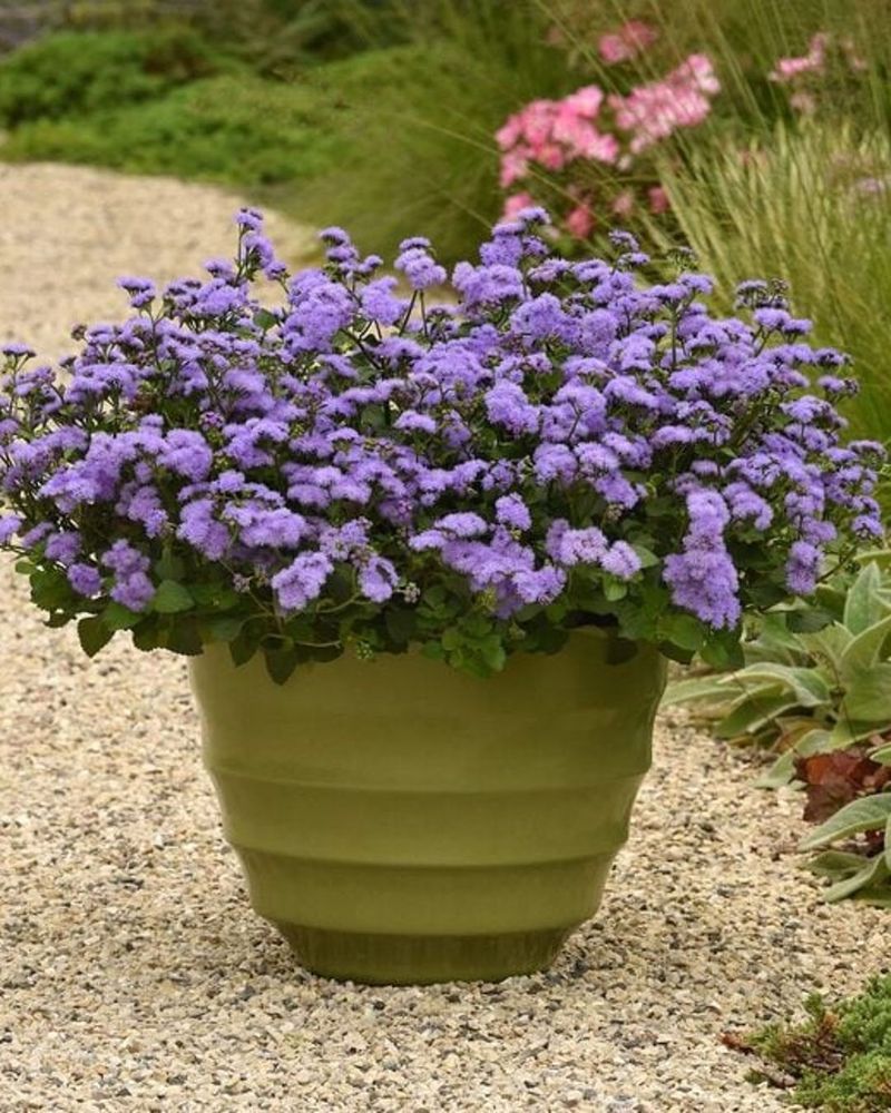 Ageratum