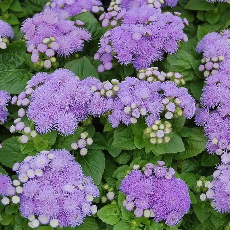 Ageratum