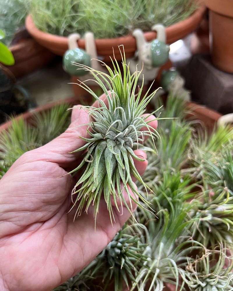Air Plants (Tillandsia)