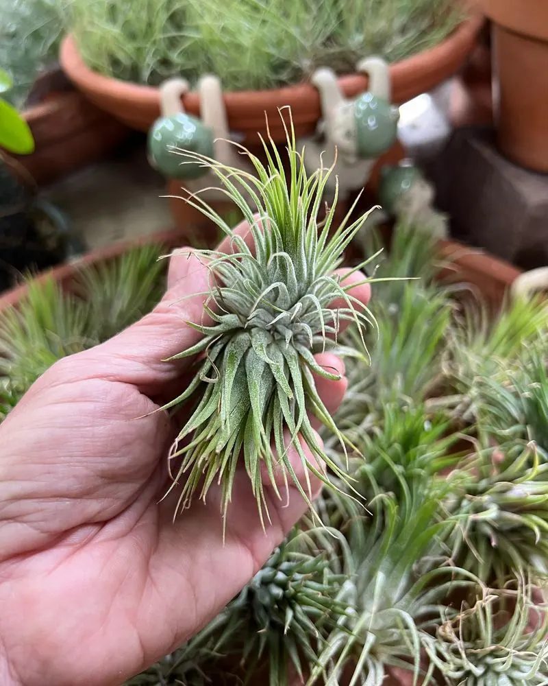 Air Plants (Tillandsia)