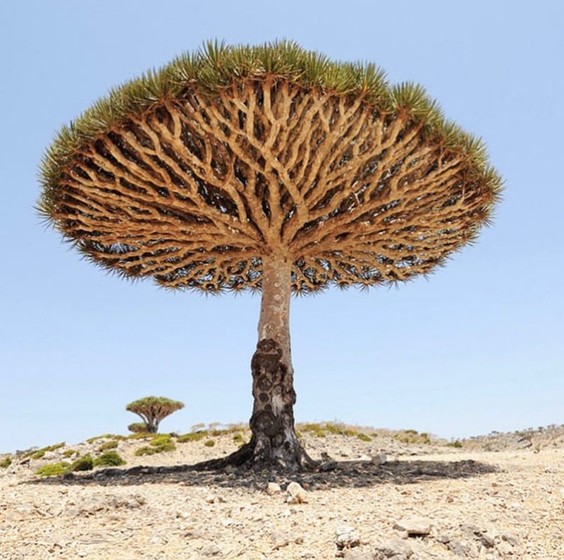 Dragon's Blood Tree (Dracaena cinnabari)