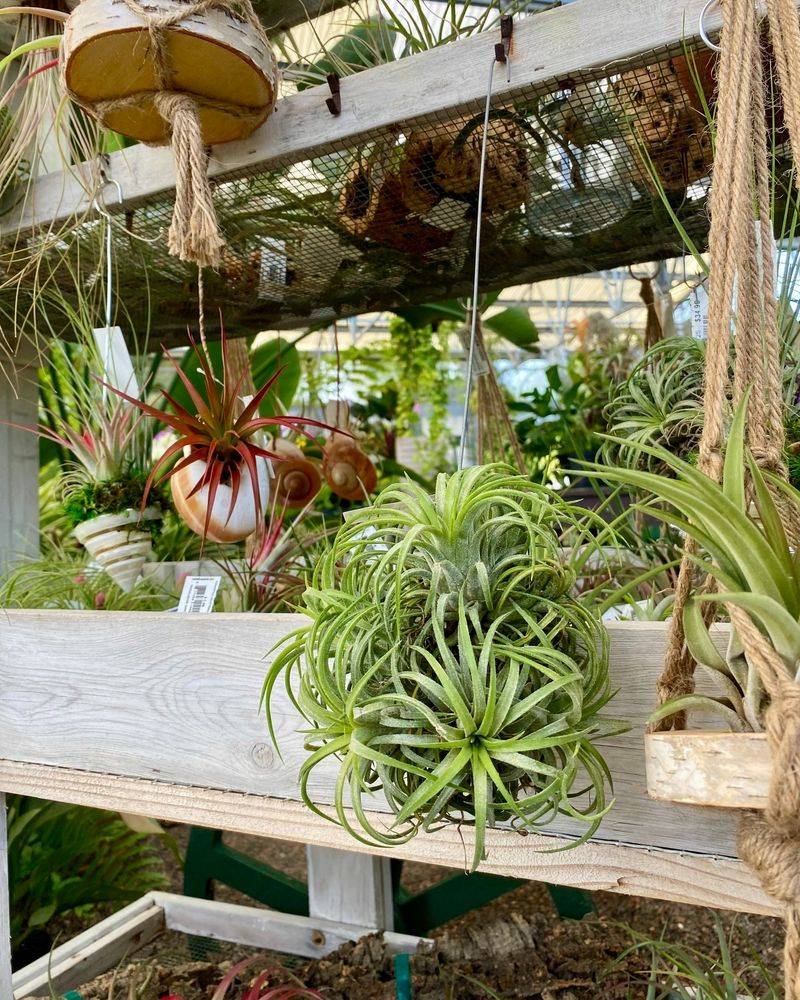Air Plants