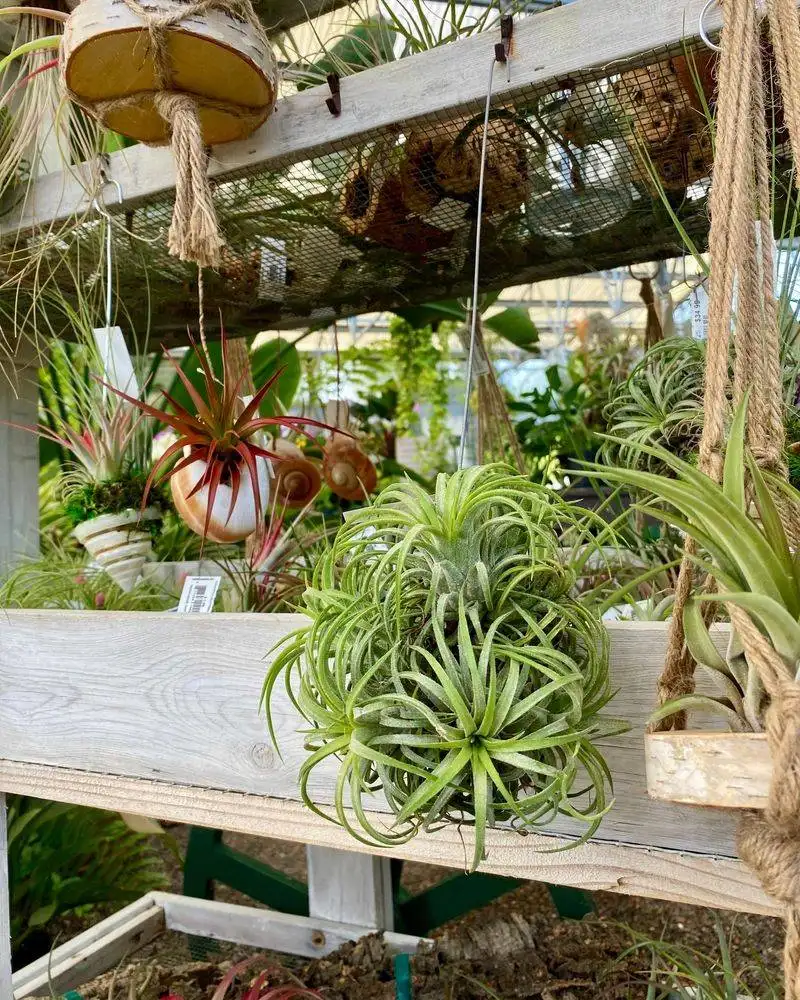 Air Plants