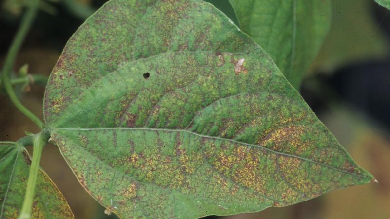 Air Pollution Damage