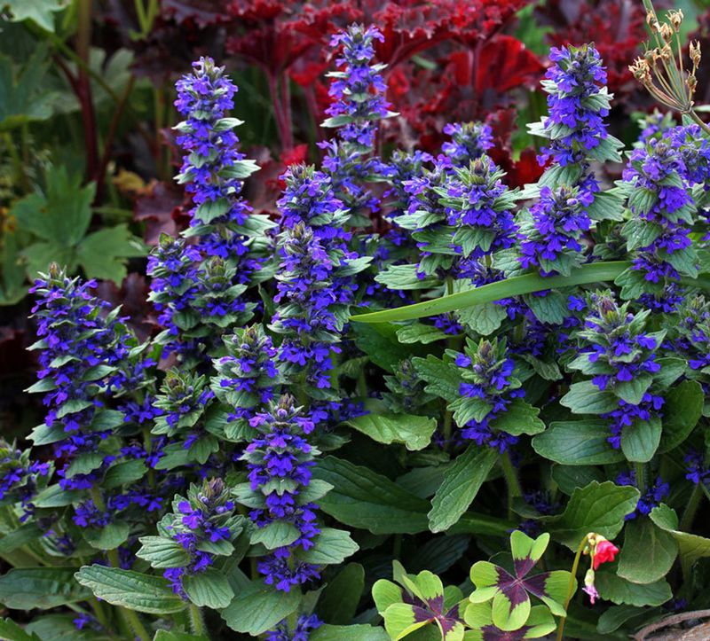 Ajuga (Bugleweed)