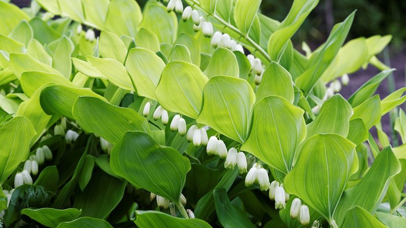 Solomon's Seal