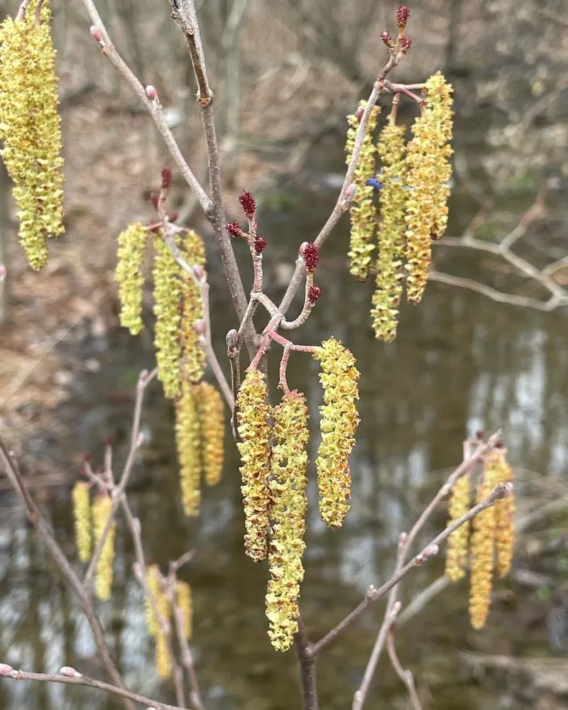 Alder Trees