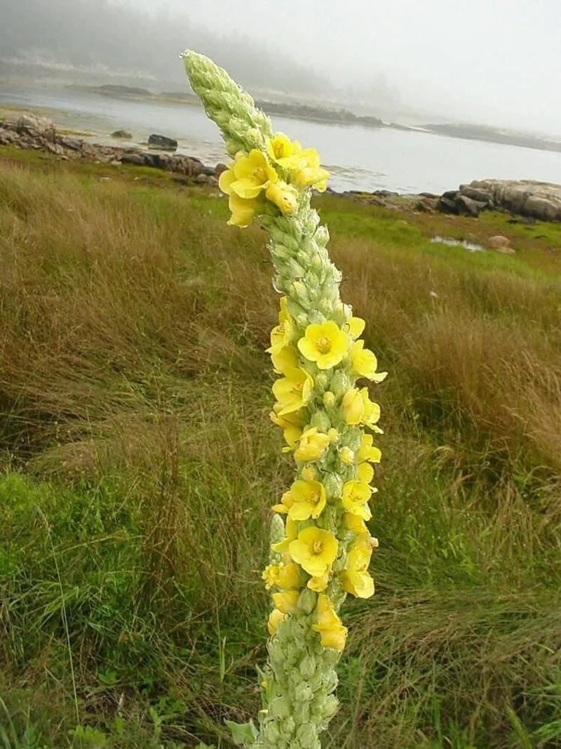 Mullein