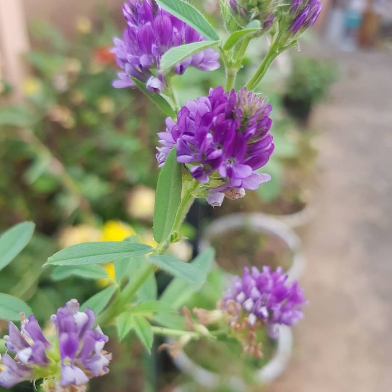 Alfalfa