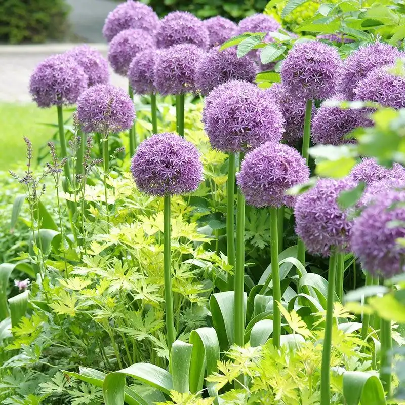 Allium