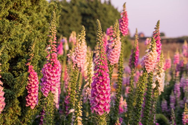 Foxglove