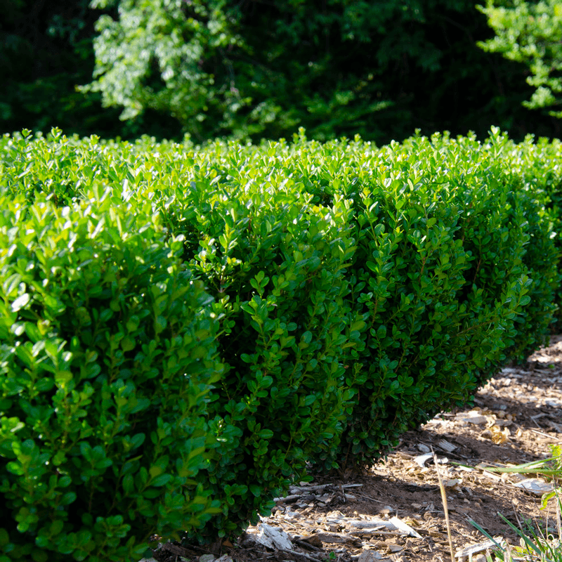 Boxwood