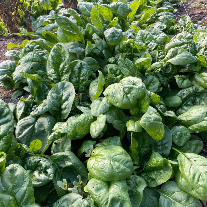 Allowing Plants to Self-Seed