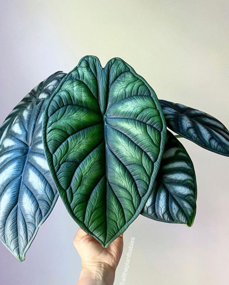 Alocasia