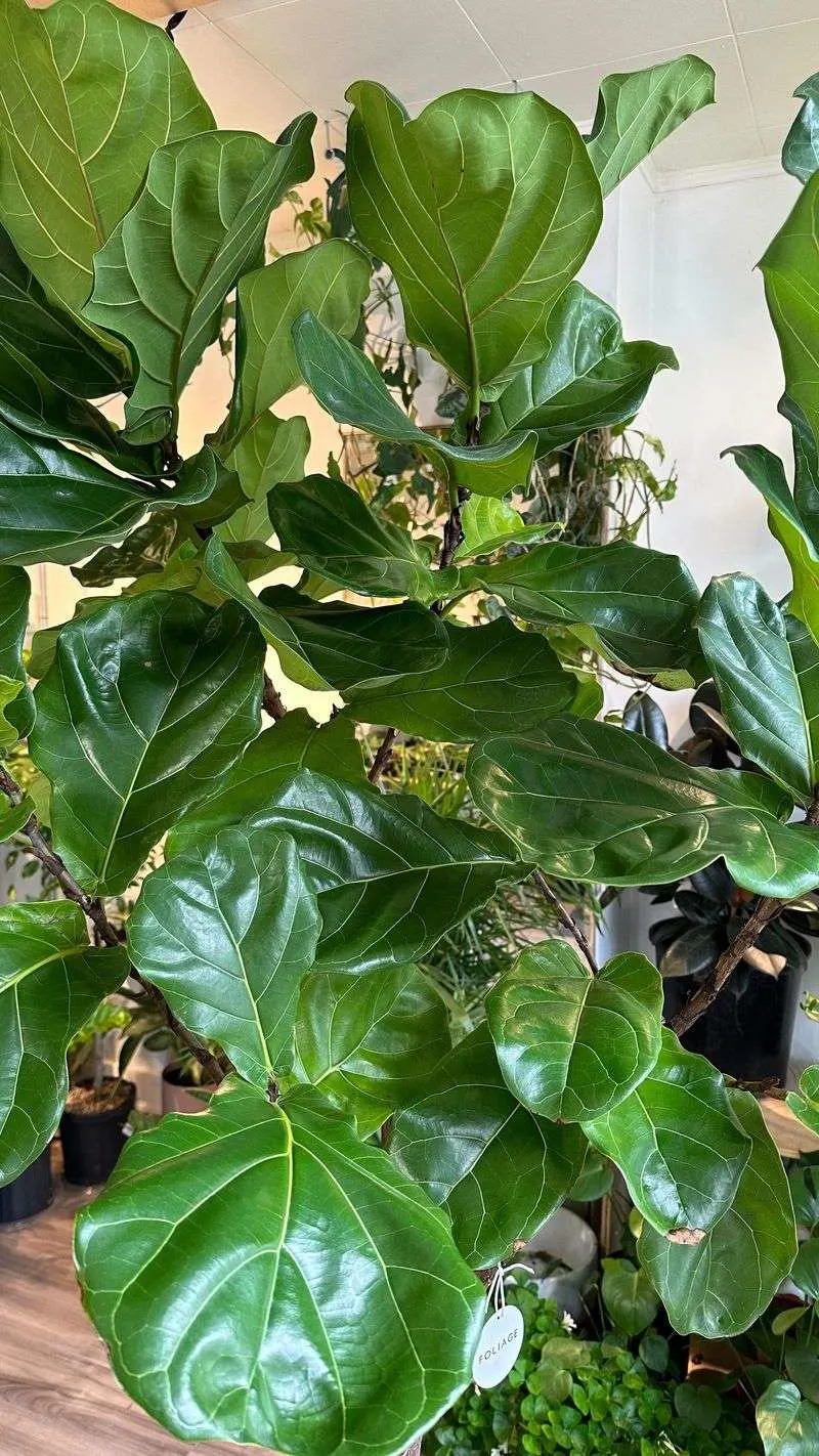 Fiddle Leaf Fig
