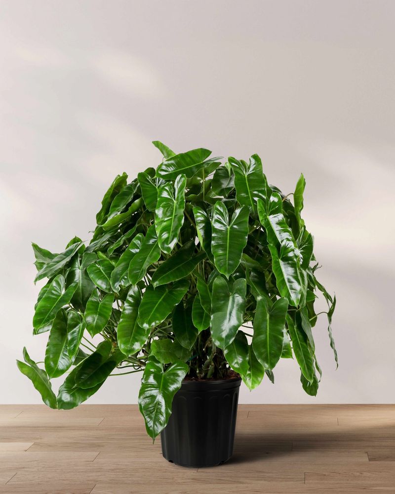 Philodendron
