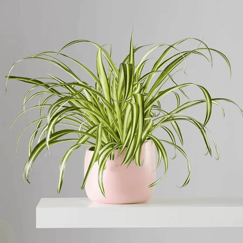 Spider Plant