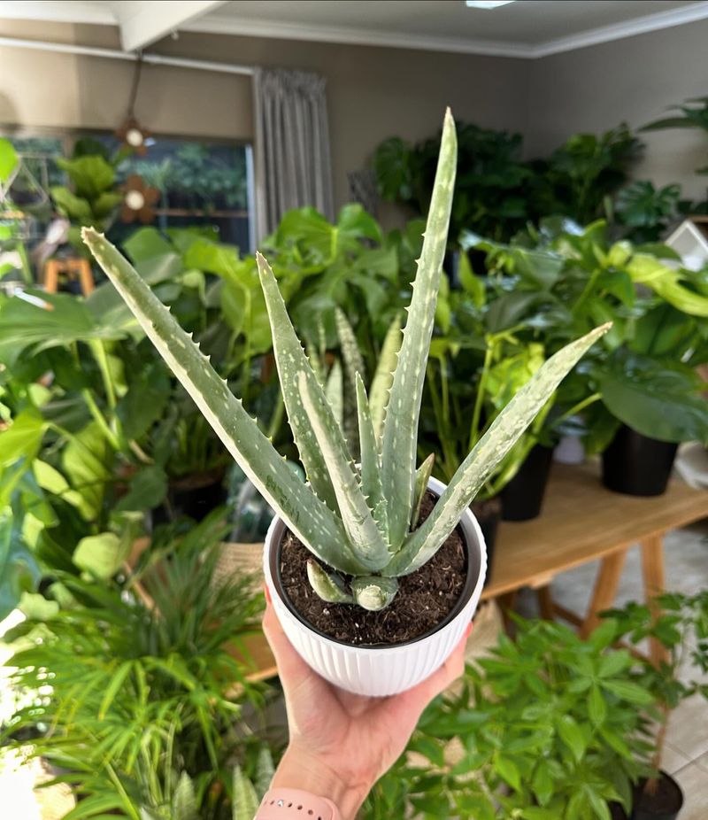 Aloe Vera