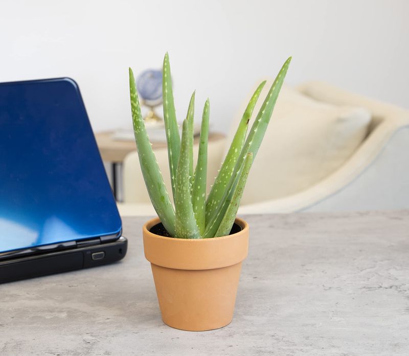 Aloe Vera