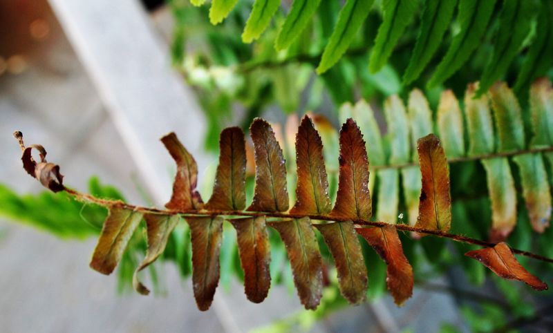 Boston Fern